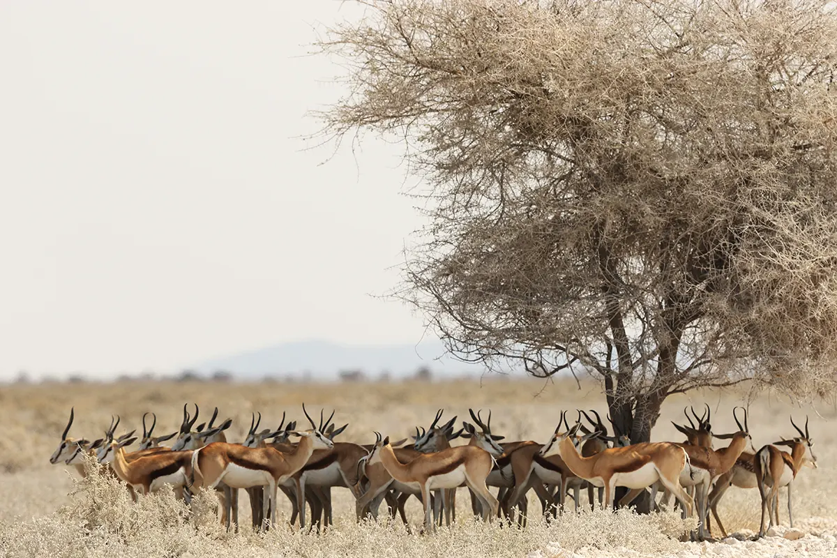 Kenya