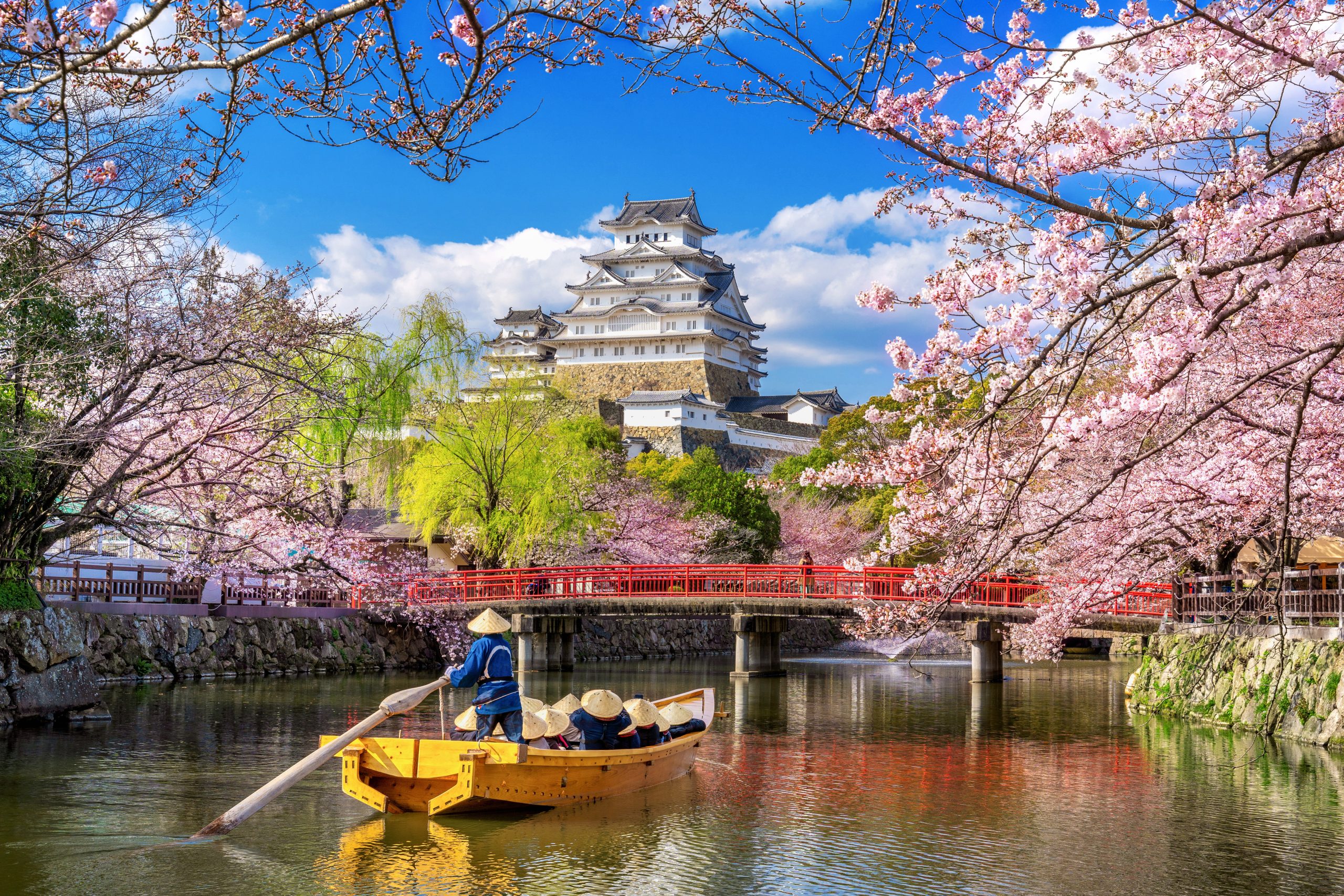 cherry blossoms castle himeji japan scaled